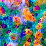 Korallen im Onlineshop von Riffix kaufen