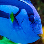 Meerwasserfische im Shop bestellen