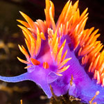 Fachgeschäft für Wirbellose im Aquarium wie Schnecken, Anemonen, Muscheln, Garnelen, Krabben